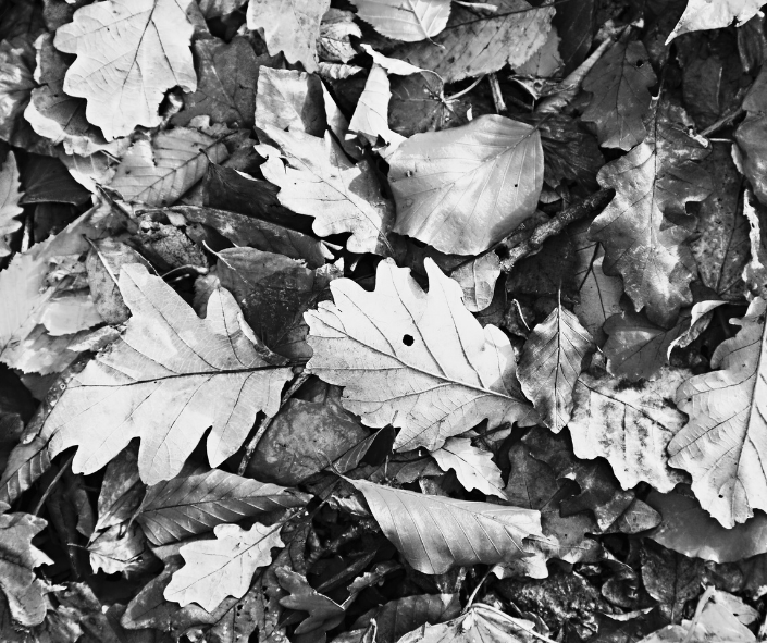 E.B. Greene Landscape