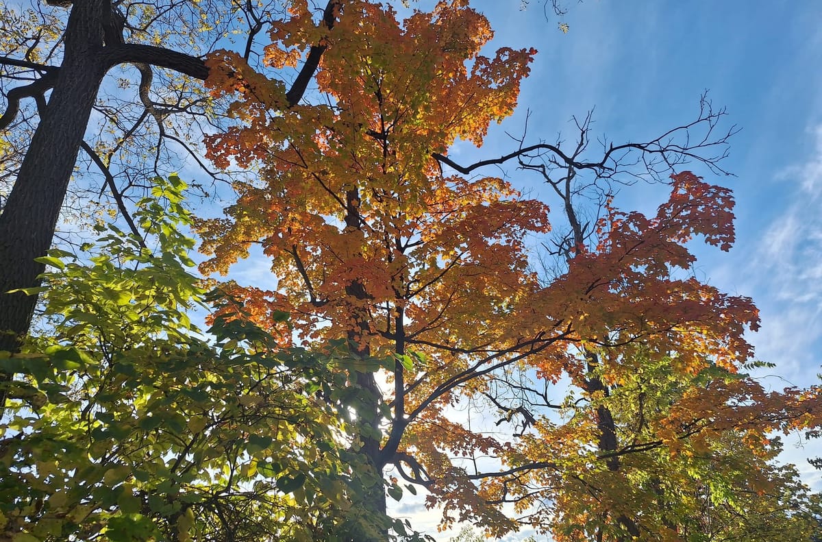 Fall foliage against a blue sky