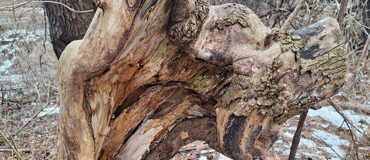 The gnarled, broken trunk of a small tree