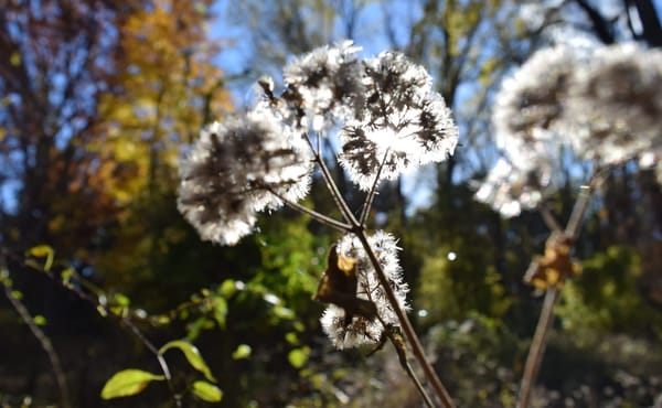 A walk in the woods with death