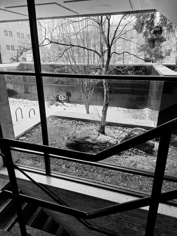 Black and white photograph of a small tree in a planter, seen through a stair railing and window.