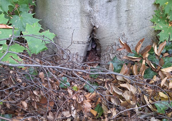 The base of a tree that has a small crevice. Inside is a small possum nose.